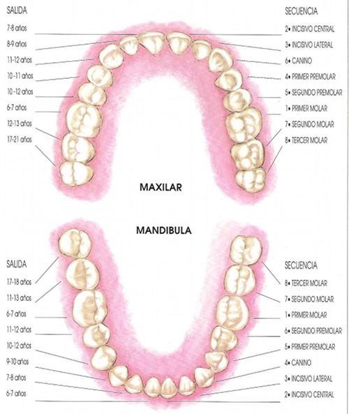 tablas de la erupción dental de los dientes permanentes