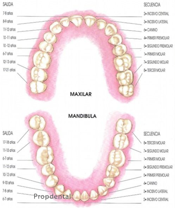 Cronología erupción dientes permanentes