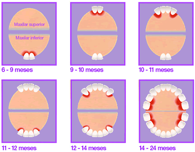 erupción dental