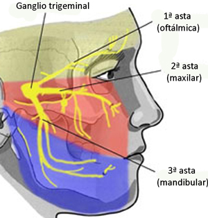 nervio trigemino ramas