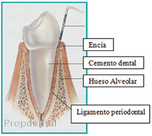 periodonto