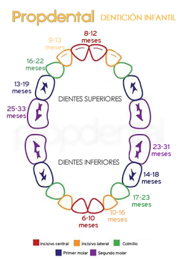 erupción dientes de leche