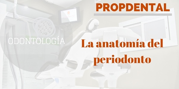 La anatomía del periodonto