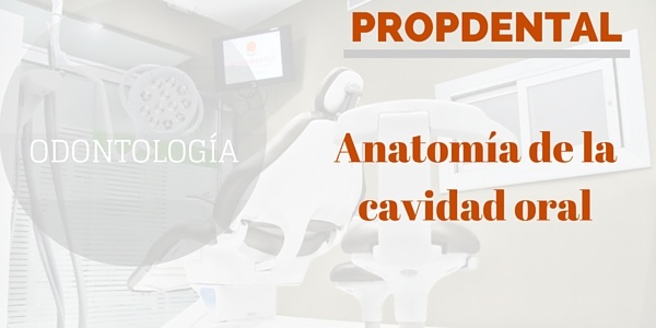 Anatomía de la cavidad oral