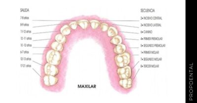 Cronología de erupción de dientes permanentes