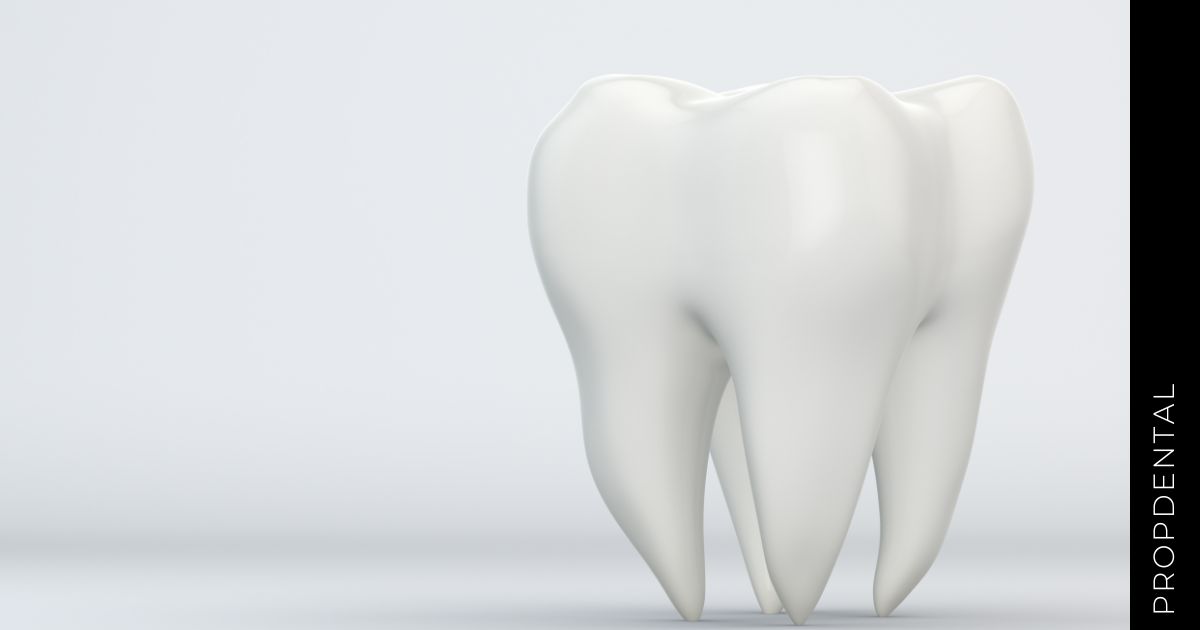 ¿Qué es la pulpa dental?